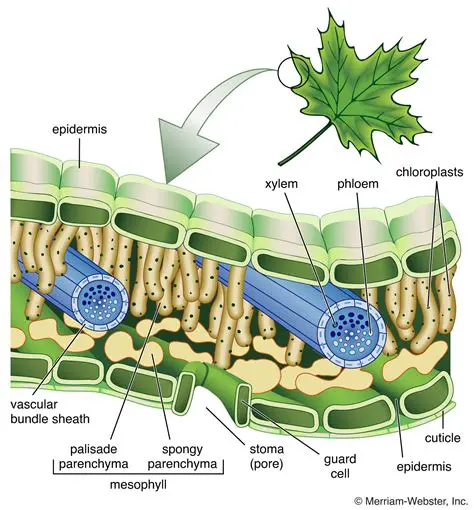 The Importance of Leaf Structure and Function