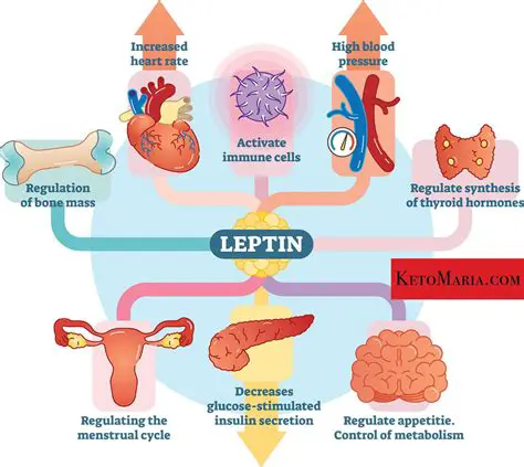 The Importance of Leptin in Immune Response