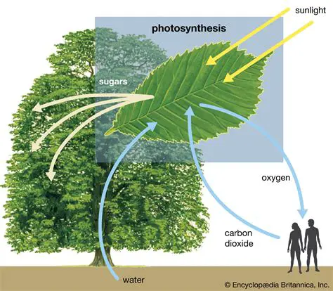 The Importance of Light Absorption in Photosynthesis