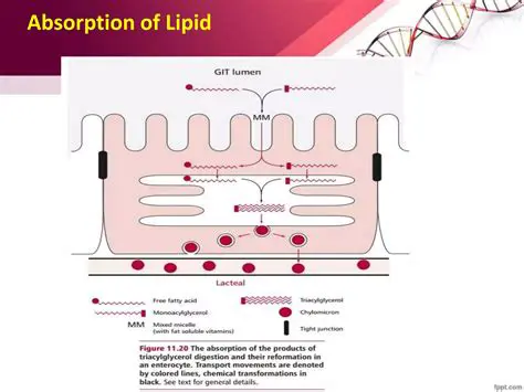 The Importance of Micelles in Lipid Digestion and Absorption