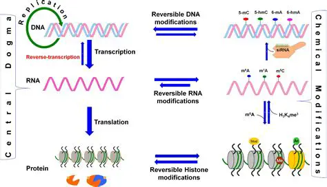 The Importance of mRNA Modification in Gene Expression