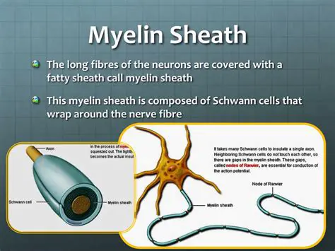The Importance of Myelin Sheath