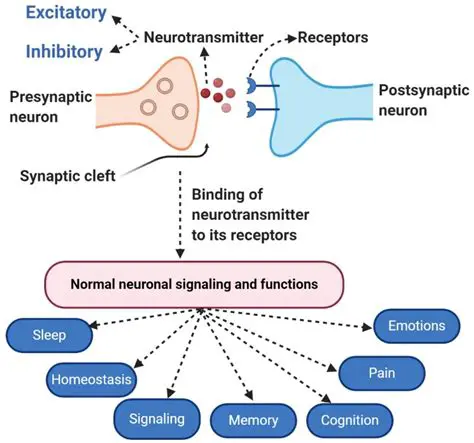 The Importance of Neurotransmitters in Movement Regulation