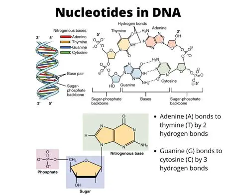 The Importance of Nucleotides in DNA