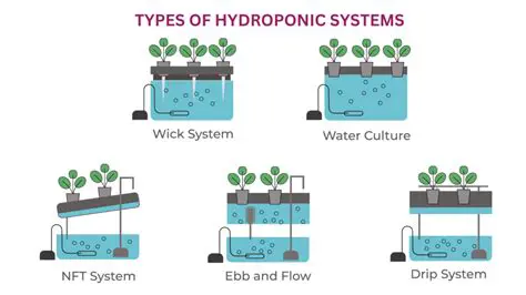The Importance of Nutritional Administration in Hydroponic Systems