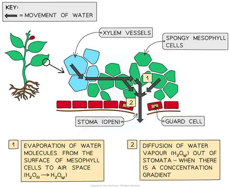 The Importance of Osmosis in Biological Systems