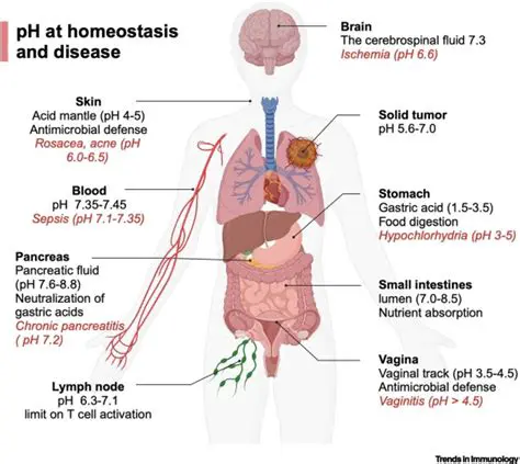 The Importance of pH in Human Biology