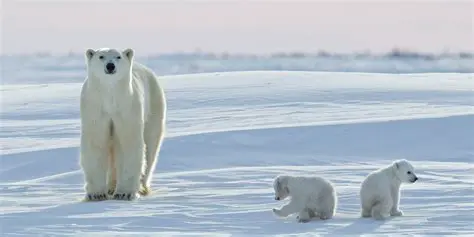 The Importance of Polar Bears in the Ecosystem