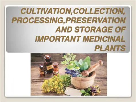 The Importance of Preservation of Medicinal Plants