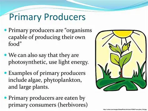 The Importance of Primary Producers