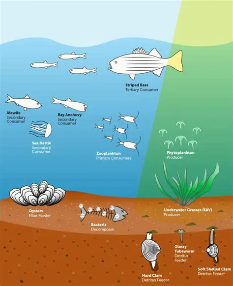The Importance of Producers in a Food Web