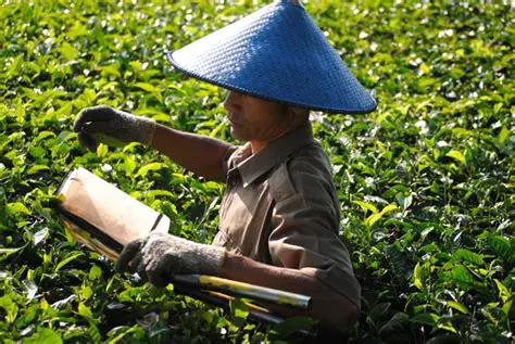 The Importance of PVT Law in Indonesian Agriculture