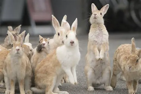 The Importance of Rabbit Herd Estimation