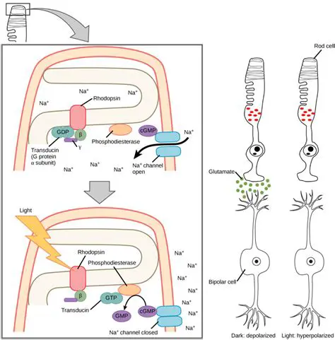 The Importance of Rhodopsin
