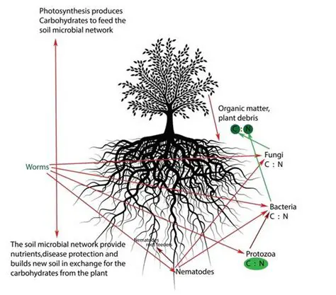 The Importance of Root Behavior in Forest Trees
