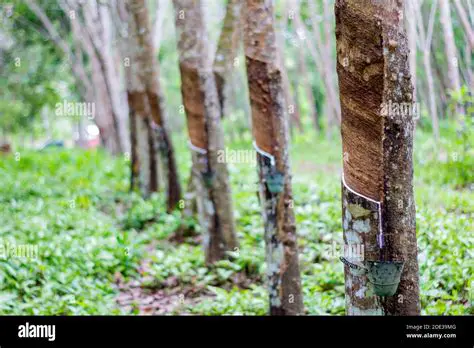 The Importance of Rubber Plantations in Carbon Sequestration