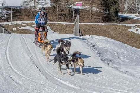 The Importance of Sled Dog Training