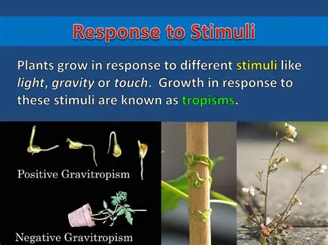 The Importance of Stimuli in Plant Growth