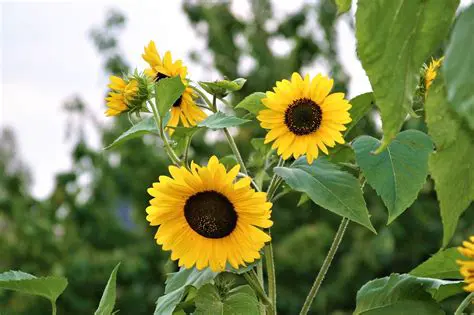 The Importance of Sunflowers and Paddy Plants