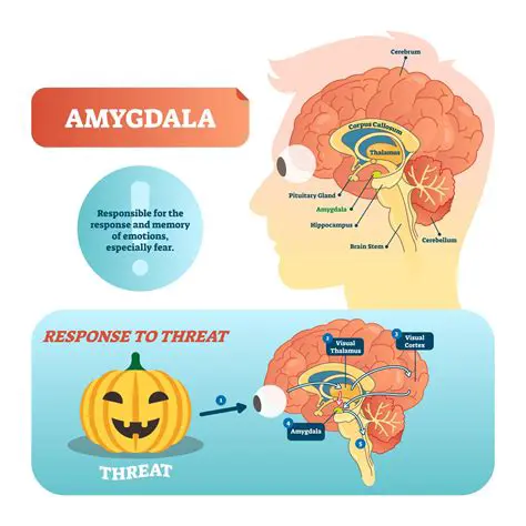 The Importance of the Amygdala in Emotional Regulation