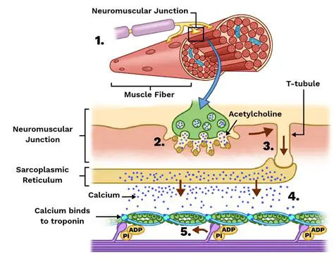 The Importance of the Neuromuscular Junction