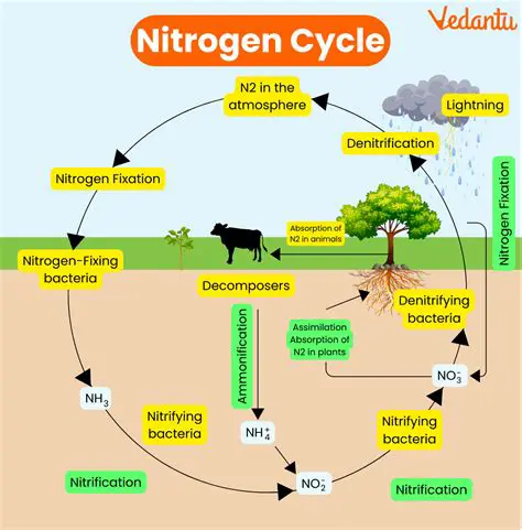The Importance of the Nitrogen Cycle