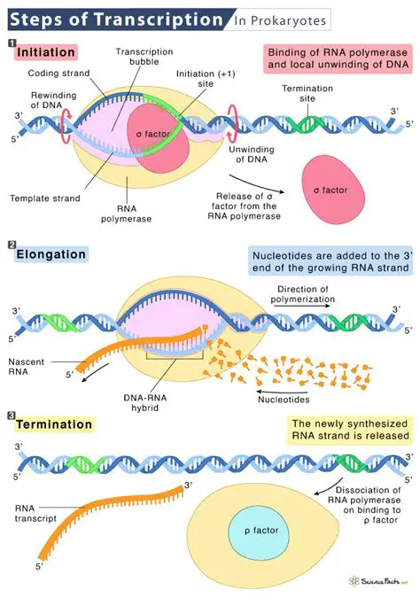 The Importance of Transcription Notations