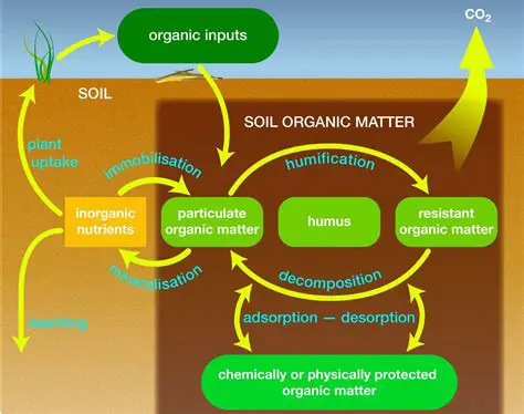 The Importance of Understanding Soil Nutrient Status