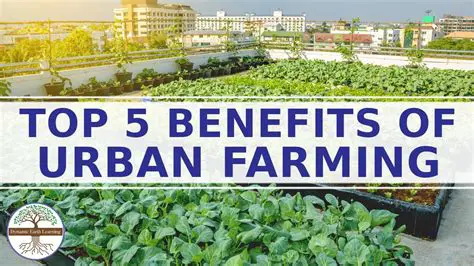 The Importance of Urban Farming in Medan City