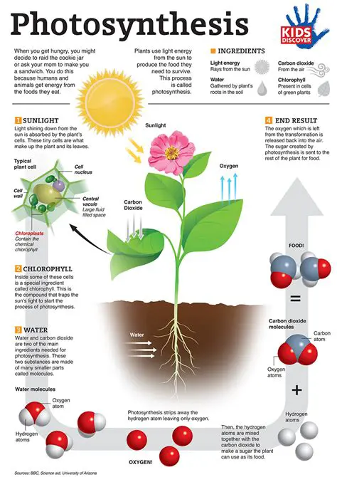 The Importance of Water in Photosynthesis
