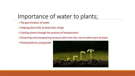 The Importance of Water in Plant Growth