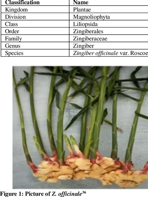 The Importance of Zingiberaceae Taxonomy Study