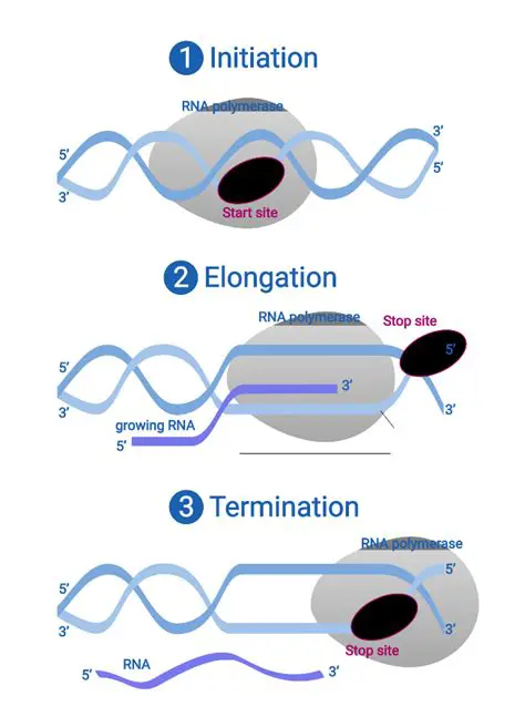 The Initiation and Termination Steps in Transcription
