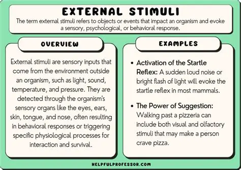 The Interplay between External Stimuli and Cognitive Processes