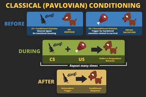 The Key Components of Classical Conditioning