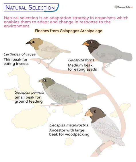 The Key Components of Natural Selection