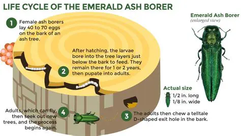 The Life Cycle of the Emerald Ash Borer