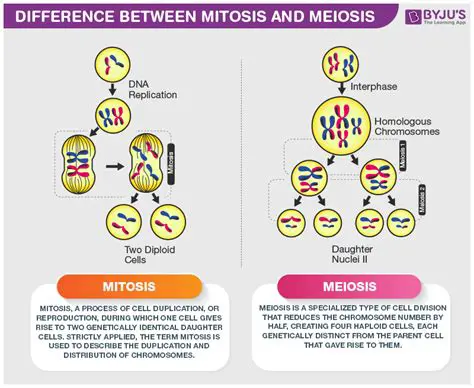 The Main Difference Between Meiosis and Mitosis