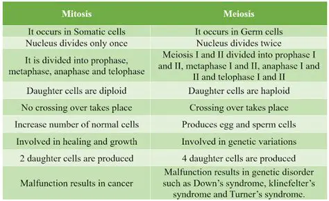 The Main Purpose of Mitosis Models