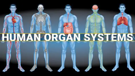 The Major Organ Systems in Humans
