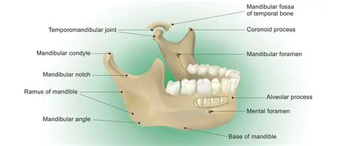 The Mandible and its Processes
