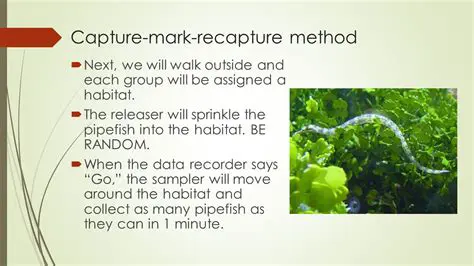 The Mark and Recapture Method