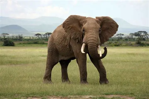 The Mass of an African Elephant