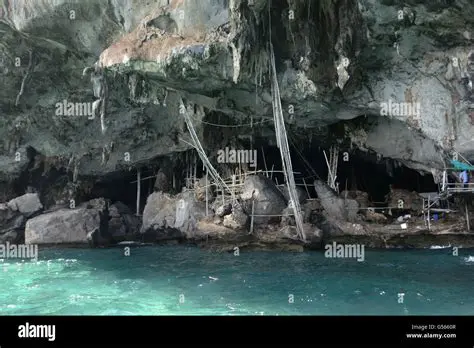 The Materials Used in Cave Swiftlet Nest Construction