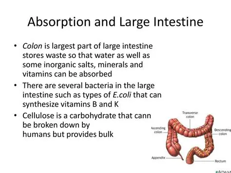 The Mechanism of Water Absorption in the Large Intestine