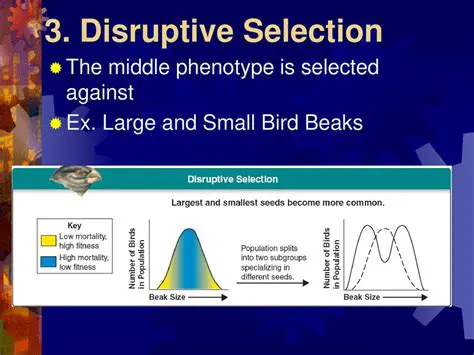 The Mechanisms Behind Disruptive Selection