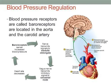 The Mechanisms of Regulation of Blood Pressure