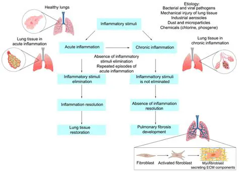The Mechanisms of Toxin Processing in the Lungs