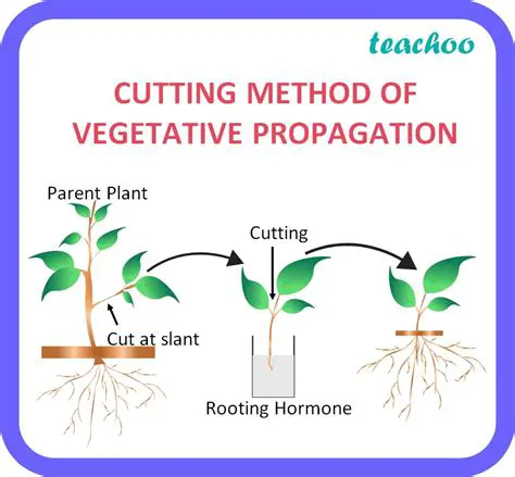 The Mechanisms of Vegetative Propagation