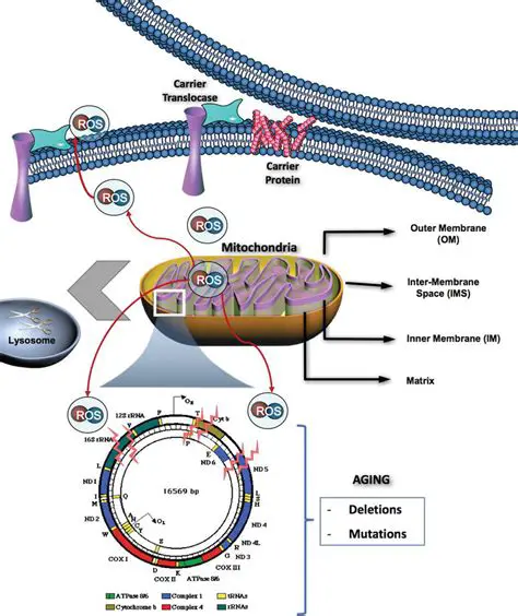 The Mitochondrial Theory of Aging